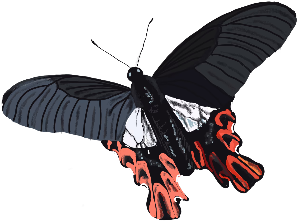 Digital illustration in colour of a Swallowtail Butterfly, native to Taiwan.